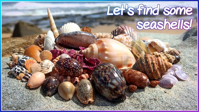 Finding Seashells at Little Hickory Bonita Beach 