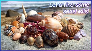 Finding Seashells at Low Tide | Gems on the Wrackline [Virtual Shelling]