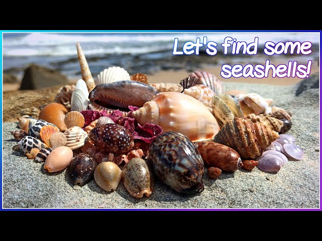 Finding Seashells at Low Tide | Gems on the Wrack-line [Virtual Shelling] class=