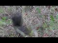 Zwarte eekhoorn in Hertenbosch
