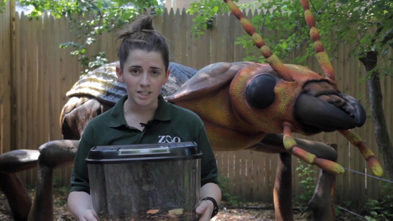 Small but Mighty: Meet the sun beetle