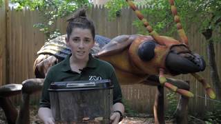 Small but Mighty: Meet the sun beetle