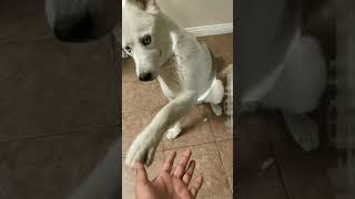 Hi Im Hunter The Husky