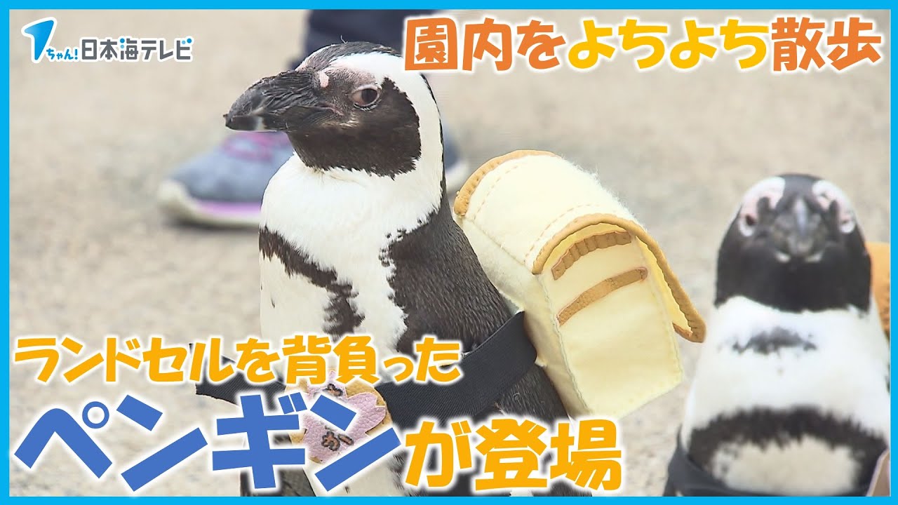よちよち歩きで園内を散歩】ランドセルを背負ったペンギンが登場