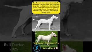 Bull Terrier Evolution 1915 Vs Today