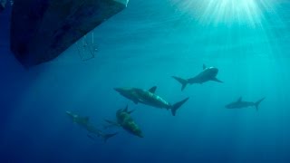 Silky Sharks | Tiburones: Sharks of Cuba