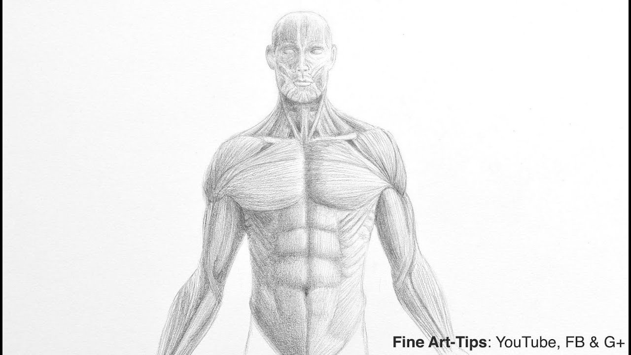 How to Draw a Male Torso - Anatomy Drawing - YouTube