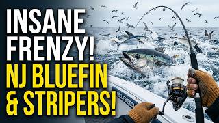 Insane Inshore Feeding Frenzy: Giant Tuna & Striped Bass!