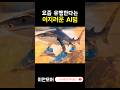 요즘 틱톡에서 유행한다는 어지러운 AI밈 퉁퉁퉁퉁퉁퉁퉁사후르 트랄라레로트랄랄라 봄바르디로코르코딜로 리릴리라릴라 브르르브르르파타핌 요즘 틱톡에서 유행한다는 어지러운 AI밈 퉁퉁퉁퉁퉁퉁퉁사후르 트랄라레로트랄랄라 봄바르디로코르코딜로 리릴리라릴라 브르르브르르파타핌
