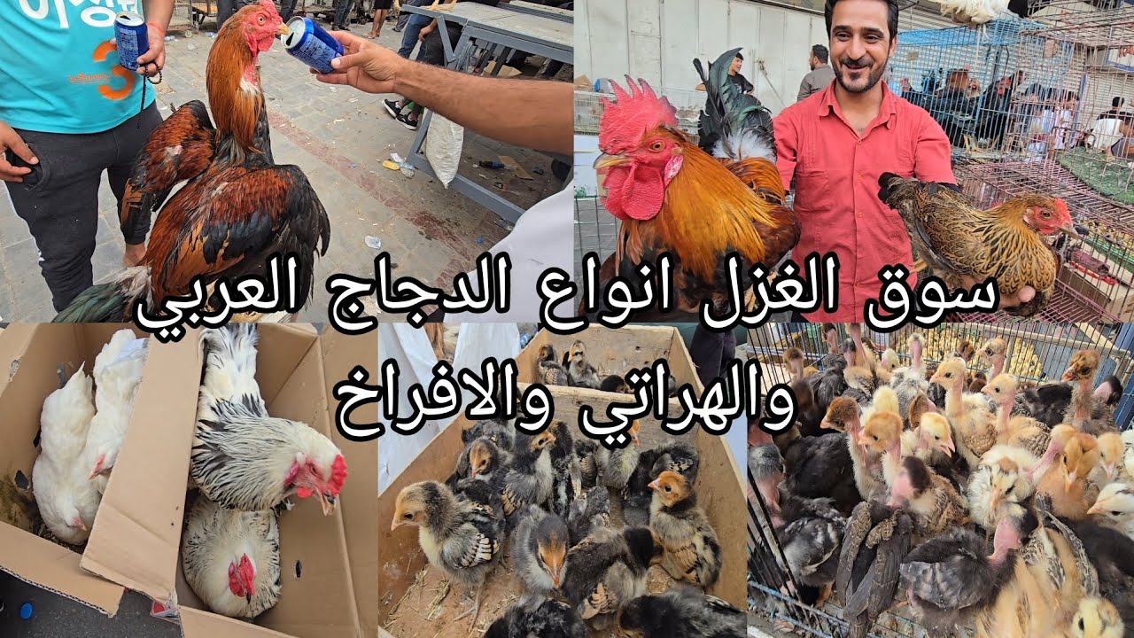 سوق الغزل انواع الدجاج العربي والهراتي والافراخ 2025