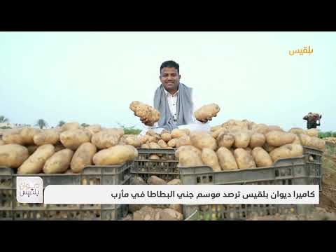 كاميرا ديوان بلقيس ترصد موسم جني البطاطا في مأرب | تقرير: خليل الطويل