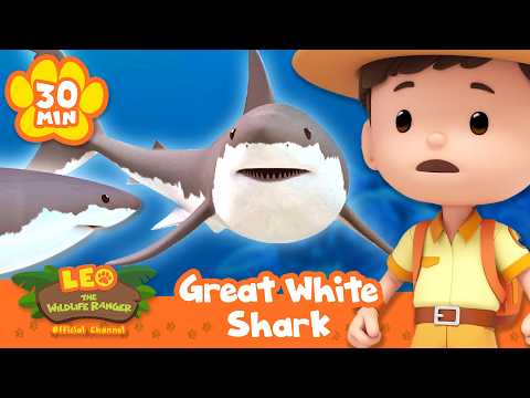 MOST FEARSOME CREATURE OF THE OCEAN, THE GREAT WHITE SHARK! | Leo the Wildlife Ranger | Educational