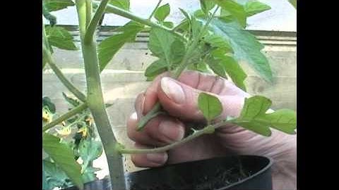 How To Remove Tomato Side Shoots or Suckers