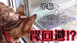 子猫が罠を回避！？2匹目の子猫捕獲に大苦戦