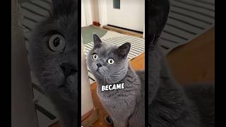 The Cat Cant Tell The Twin Sisters Apart