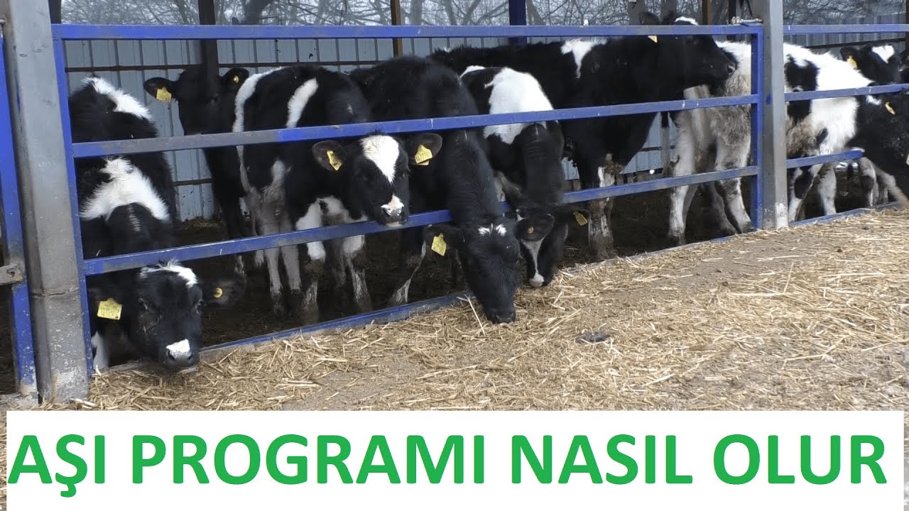 HAYVANA HER AŞI YAPILIR MI ? ( Kış Dönemi Hastalıları )