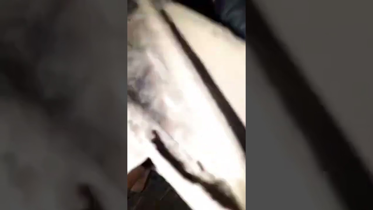 memancing Monster belut listrik !!!          