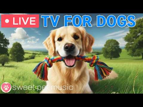 🔴24 Hours of Dog TV🎵🐶Calming Music for Dog Sleep🐶💕Soothing Music for Dog Stress and Anxiety Relief
