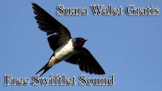 Suara Walet Gratis Orang Tua - Free Swiftlet Sound Calling