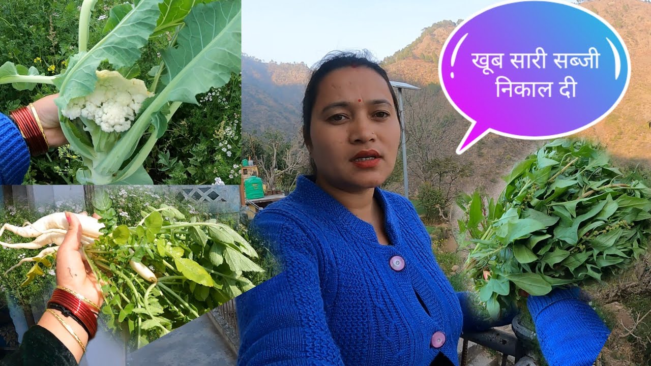 आज आपने किचन गार्डन से निकाली खूब सारी सब्जी और भेजी अपने मायके @pahadivloggerritika 