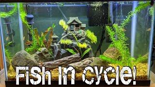Fish-in Aquarium Cycling