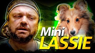 PASTOR DE SHETLAND, UMA MINI LASSIE | Richard Rasmussen