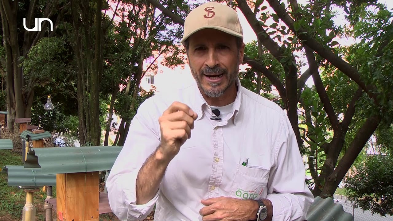 Plagas Abejas sin aguijón