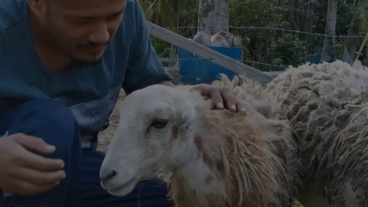 Biri-Biri || Kampung Style 