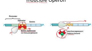 Chapter 8   Genetics Part 2