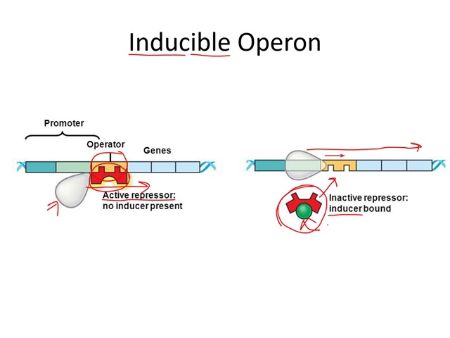 Chapter 8   Genetics Part 2
