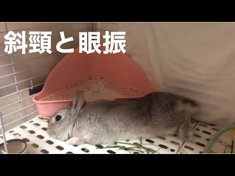 ウサギの脳炎・髄膜脳炎とは？症状と原因、自宅ケアのポイントを獣医師が解説