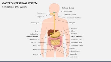 Gastrointestinal System Animated PowerPoint Slides