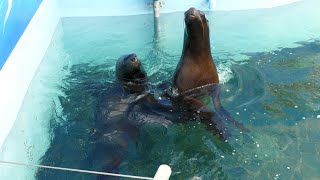 オタリア【江戸川区自然動物園】