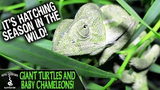 GIANT TURTLES AND BABY CHAMELEONS!