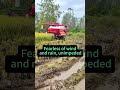 Lovol RG70 in Action: Mud & Wet Field Performance Test | Real Harvest Footage