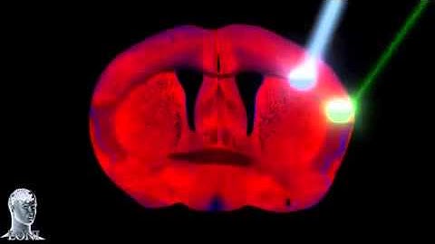 Mouse Connectome Project