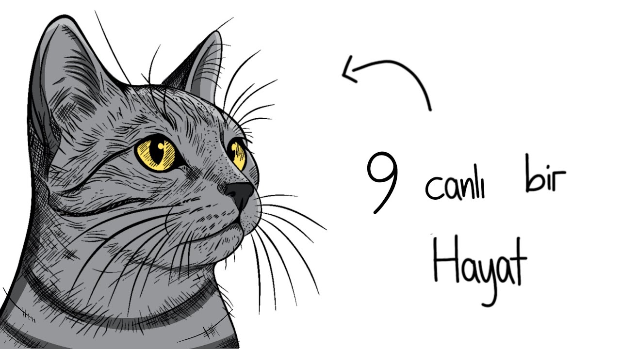 Eğer Bir Sokak Kedisi Olarak Doğsaydın?