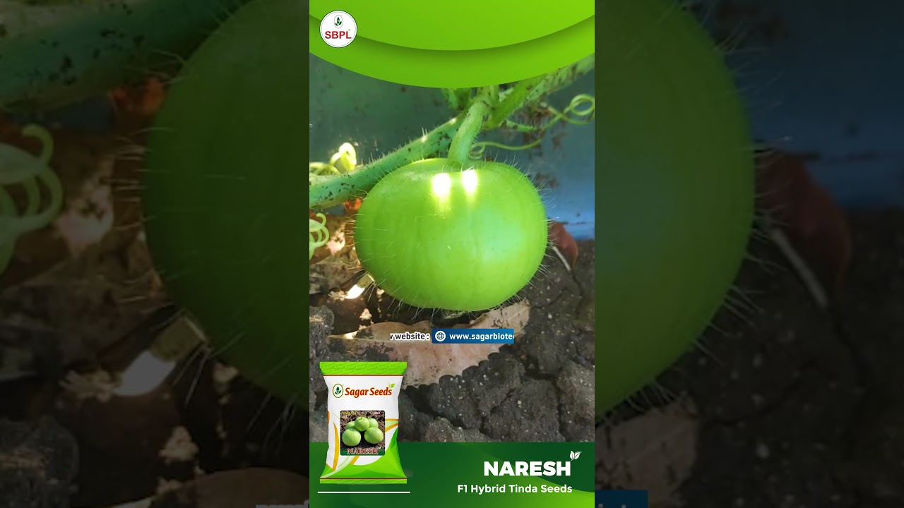 NARESH (f1 hybrid tinda seeds) | SAGAR BIOTECH PVT. LTD.