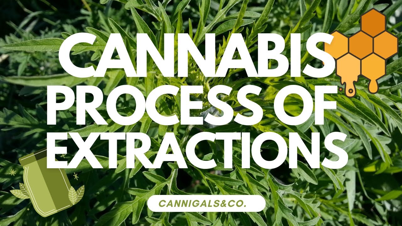 Cannabis Education: THC Extractions Explained