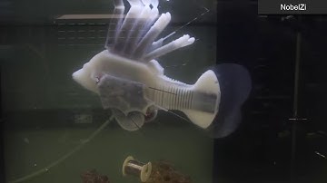 Scientists create life-like robotic fish that runs off of 