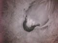 birdcam_2010-04-06_07-15-44.avi