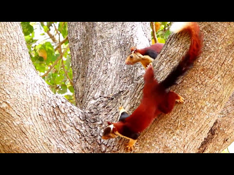 A must watch - The fight - Two Indian giant squirrel, or Malabar giant squirrel in action.