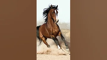 Sound Of Horse 