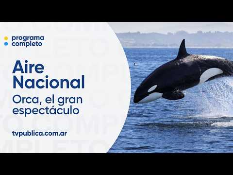 Golfo San Matías: ballenas, orcas y delfines en un espectáculo natural - Aire Nacional