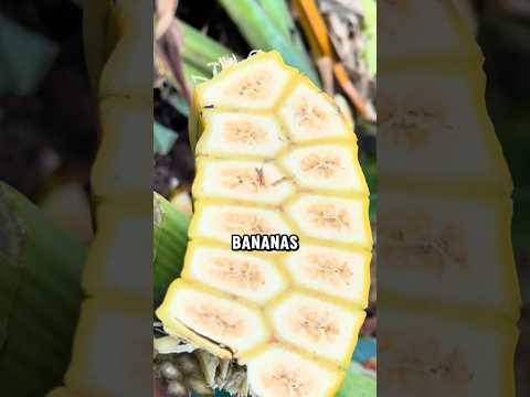 أفضل 5 موزات مذهلة