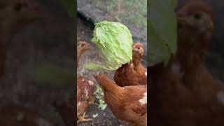 POV: Your chicks love a lettuce Piñata