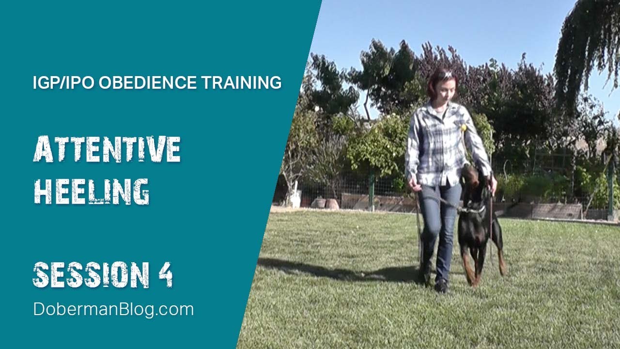 IGP/IPO obedience: Attentive heeling. Session 4