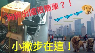 2018 如何帶寵物出國？帶狗狗出國注意事項及辦理流程自行 ...