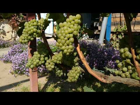 Видео: Изучаваме винени сортове: Шардоне, Каберне, Мерло и др