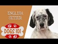 Dogs 101 - English Setter - Top Dog Facts About the English Setter の動画、YouTube動画。